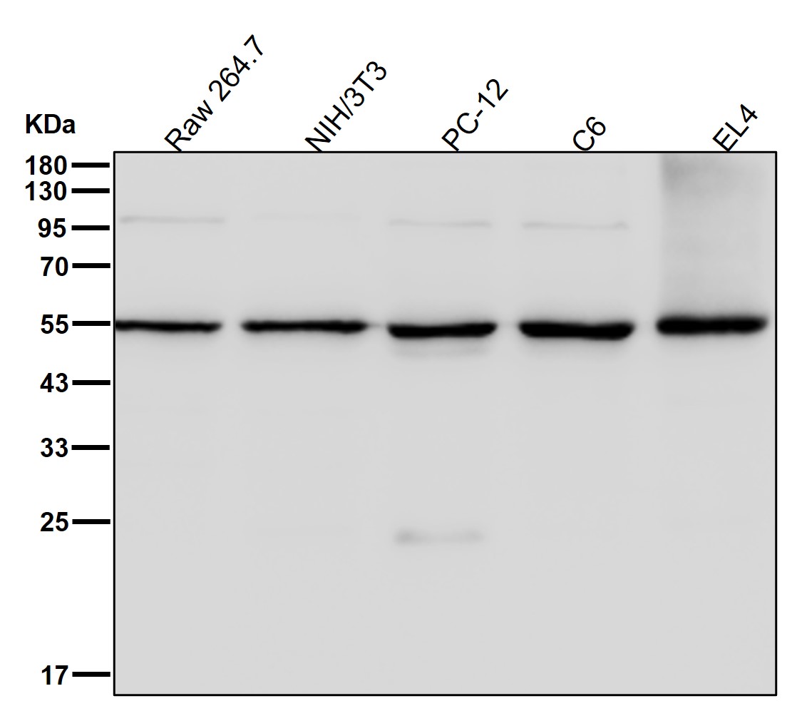 TCP 1 beta Ab