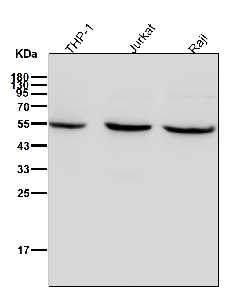 TCP 1 beta Ab