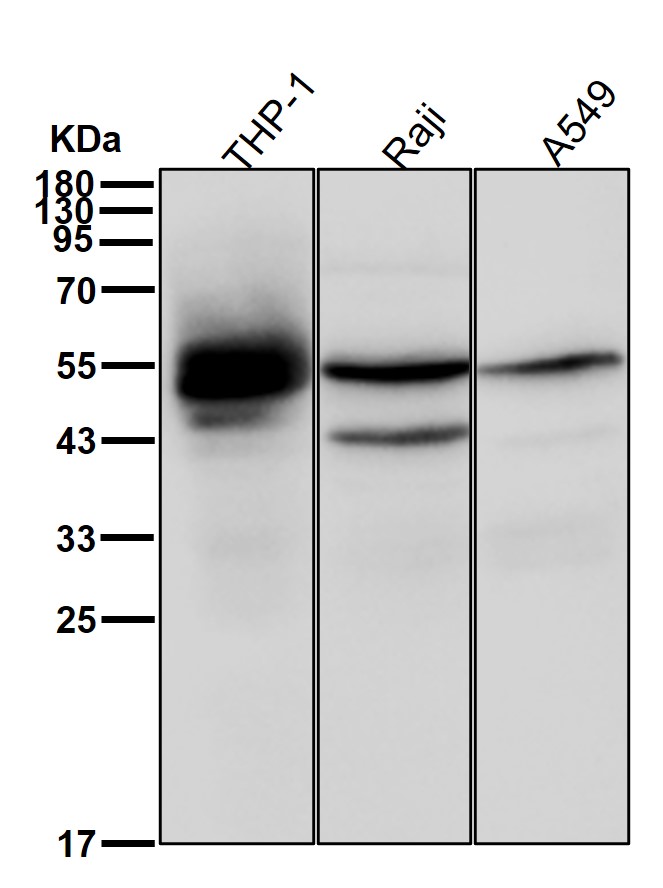 CD4 Ab