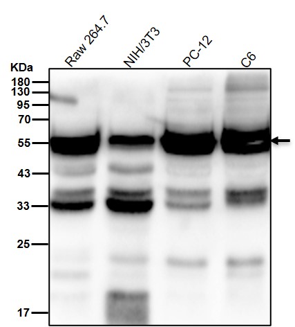 alpha 1B Tubulin Ab