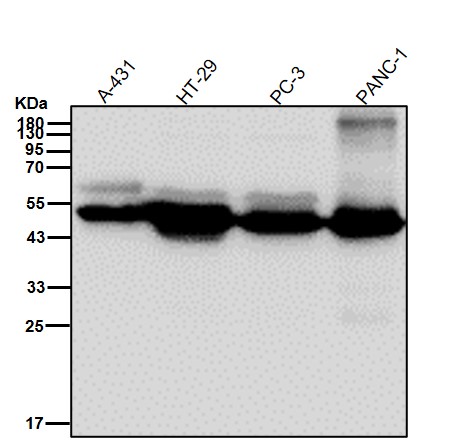 Cytokeratin 18 Ab