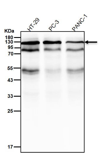 Focal adhesion kinase 1 Ab