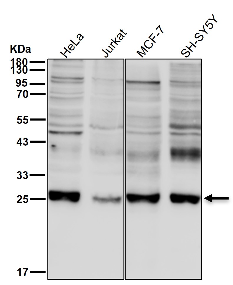 Mucin 1 Ab