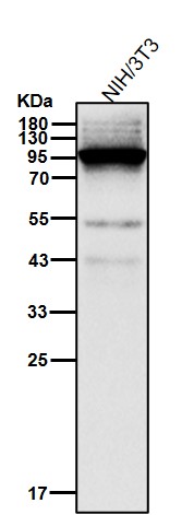 Dynamin 1 Ab