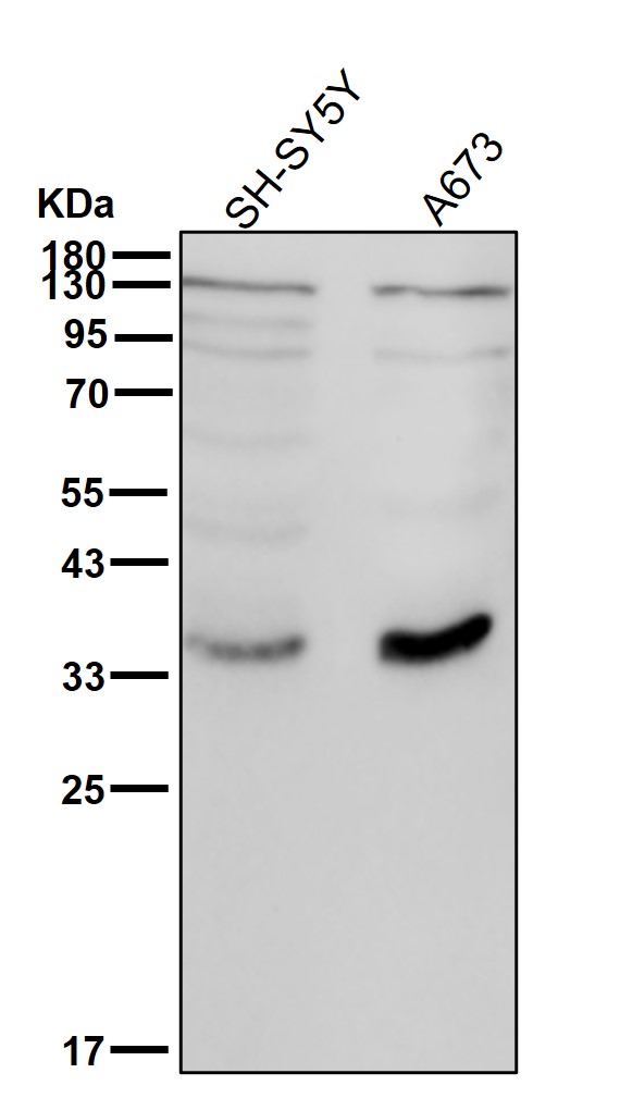 P2RY13 Ab