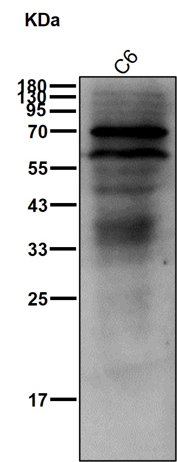 GOPC Ab