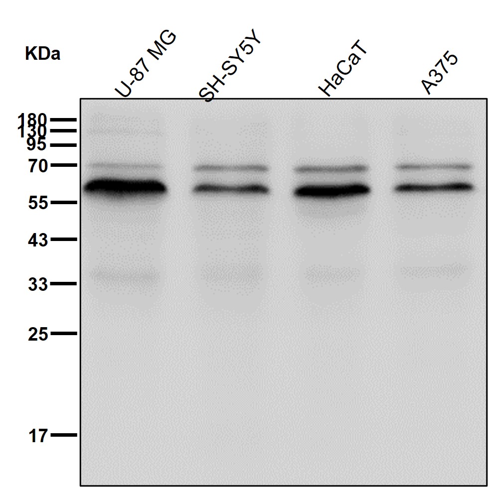 GOPC Ab