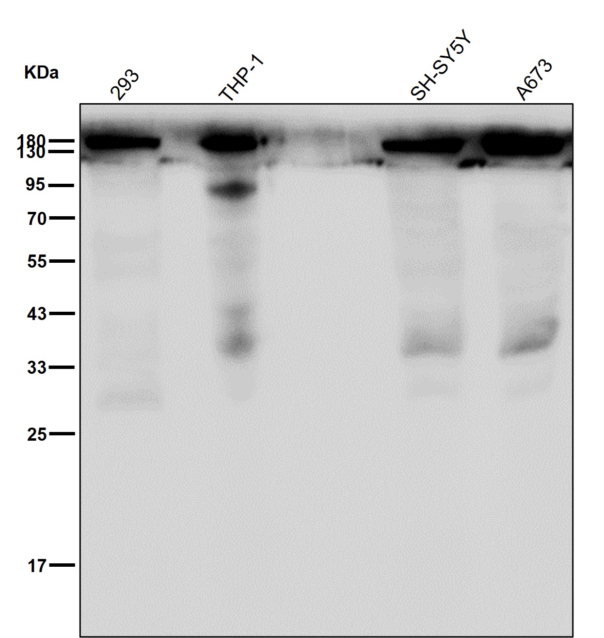 SMC1 alpha Ab