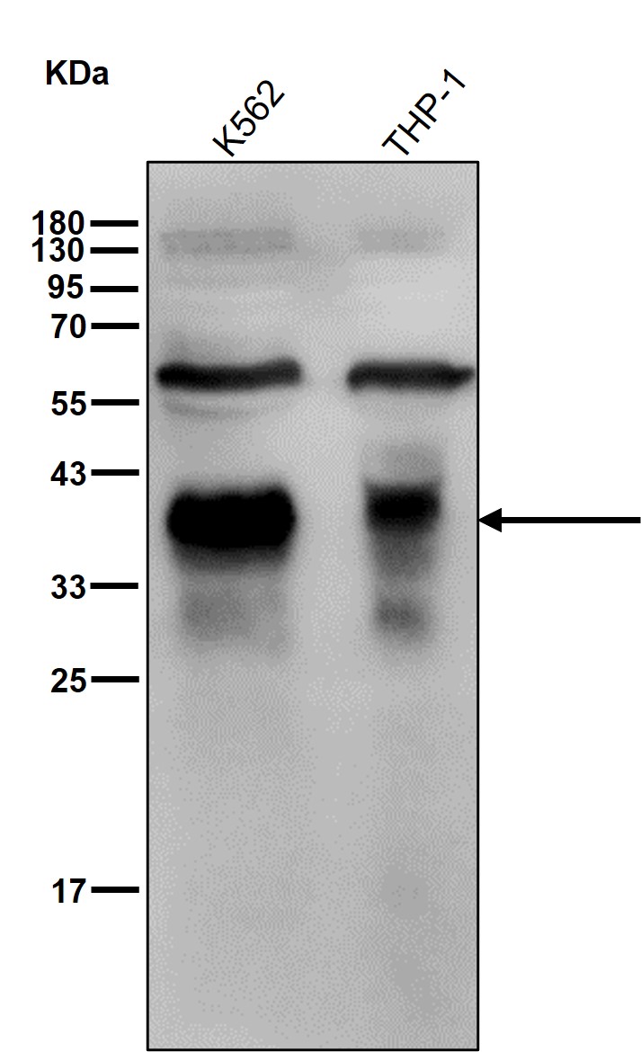 Glycophorin C Ab