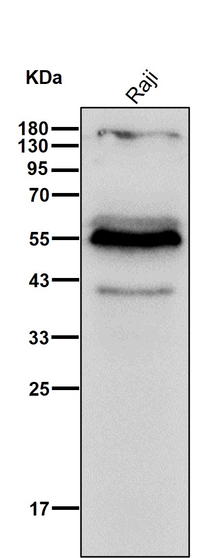 LSP1 Ab