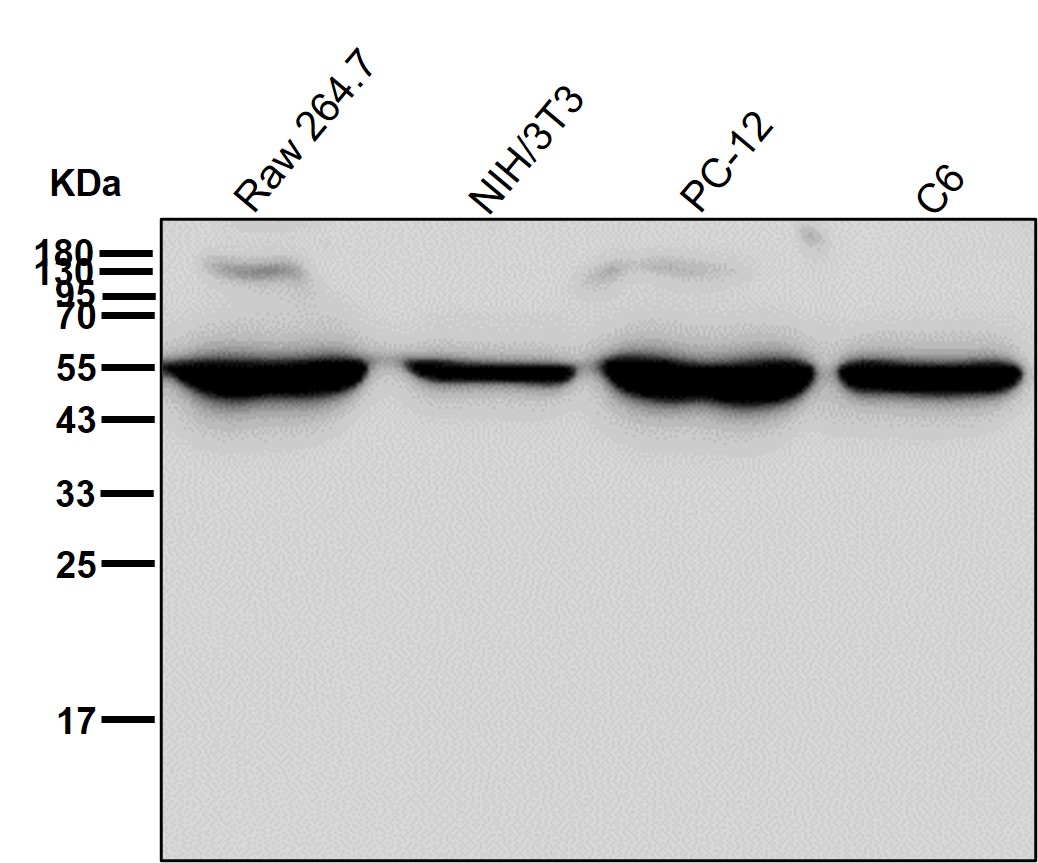 gamma Enolase Ab