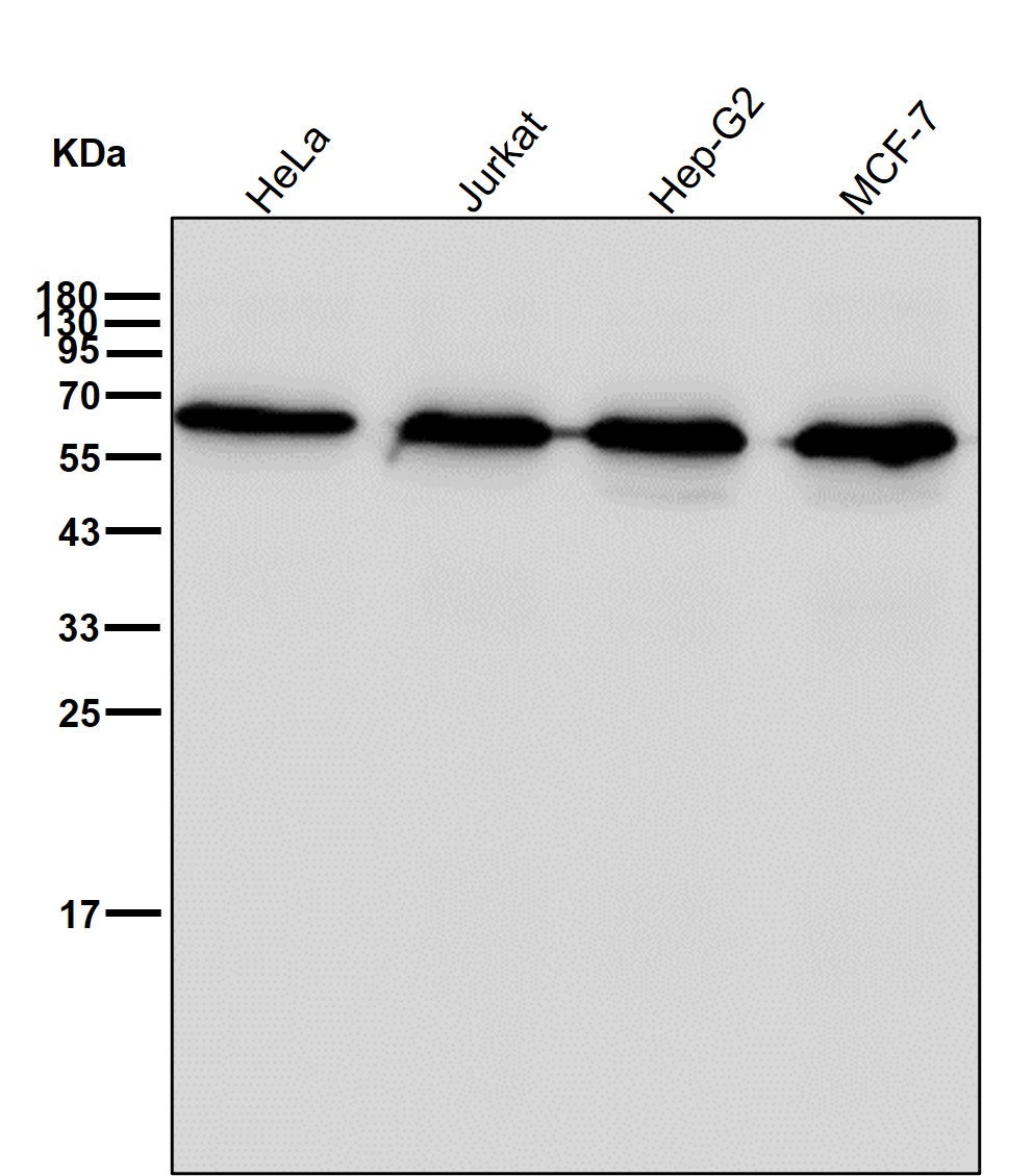 Calreticulin Ab