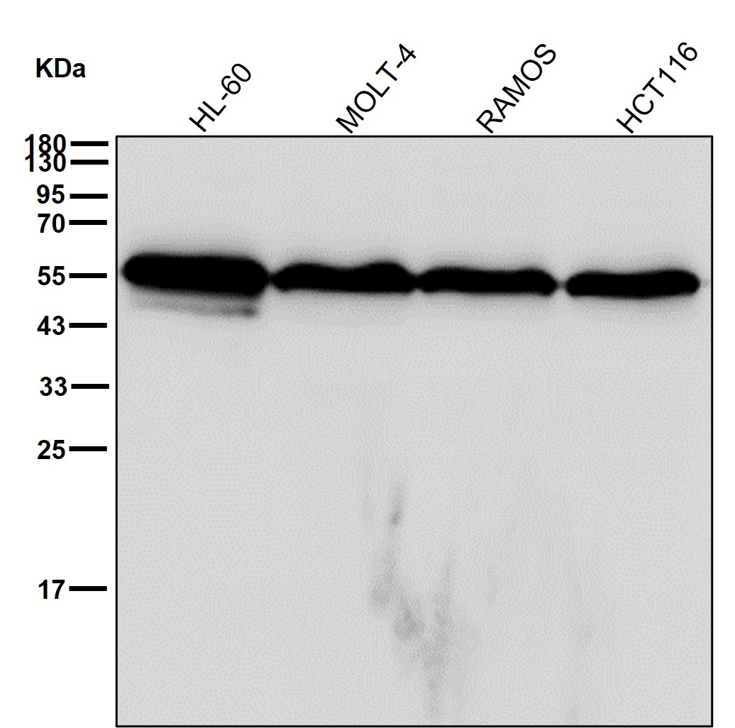 Calreticulin Ab