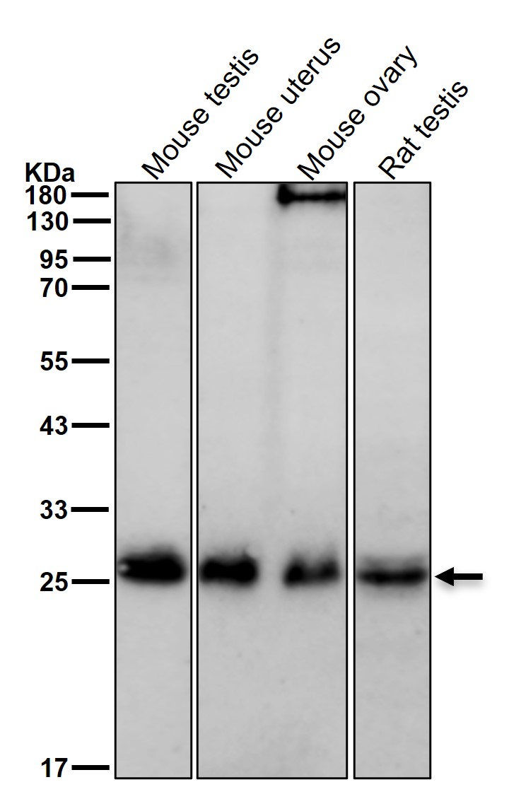 BCAS2 Ab