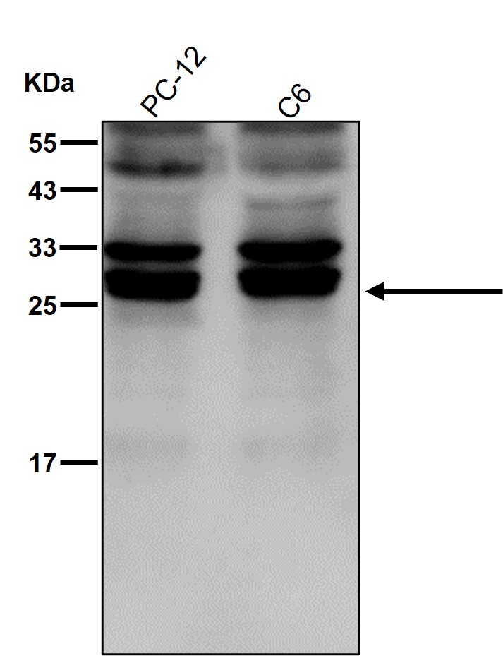 BCAS2 Ab