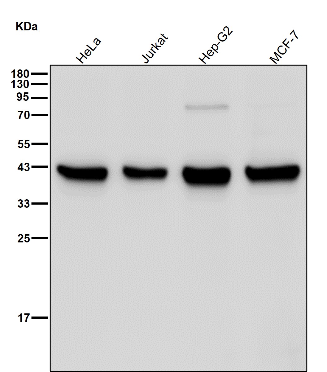 PCYT1A Ab