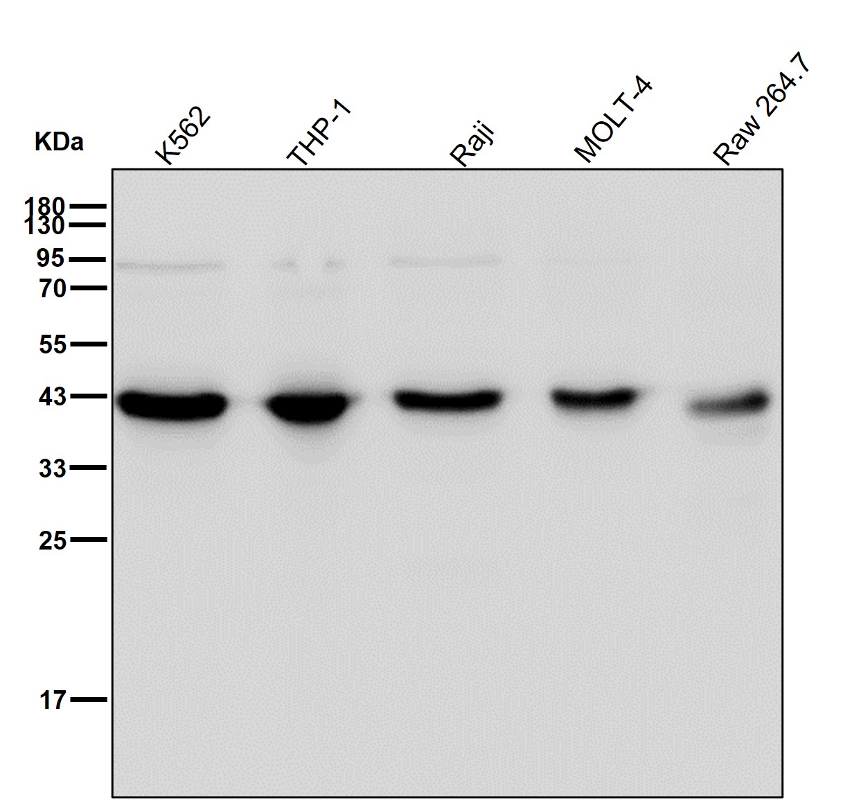 PCYT1A Ab