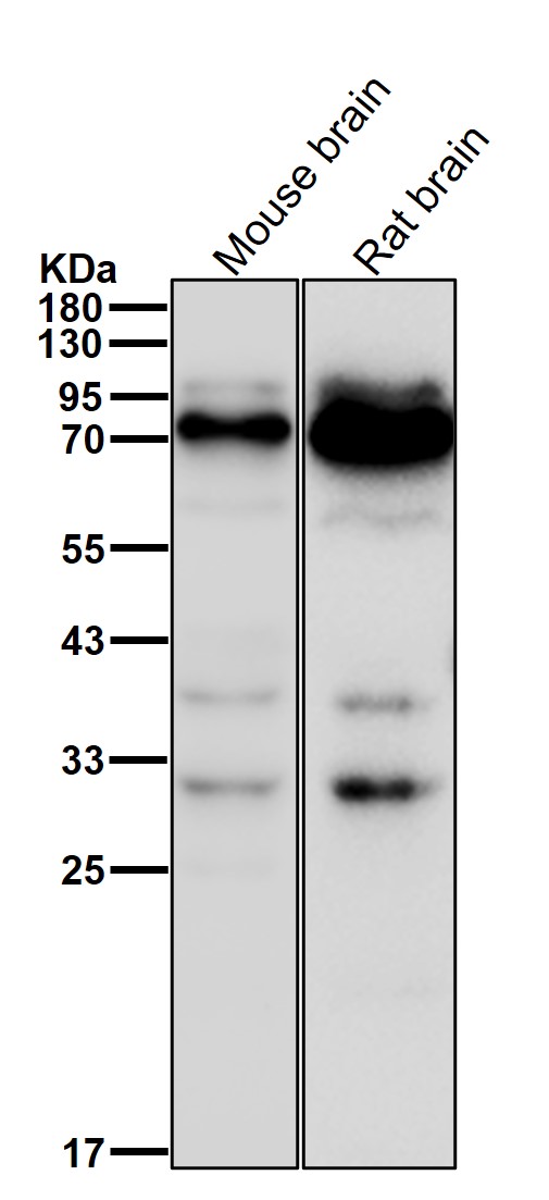 MLH1 Ab