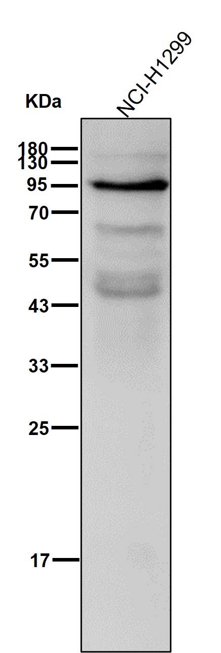 MLH1 Ab