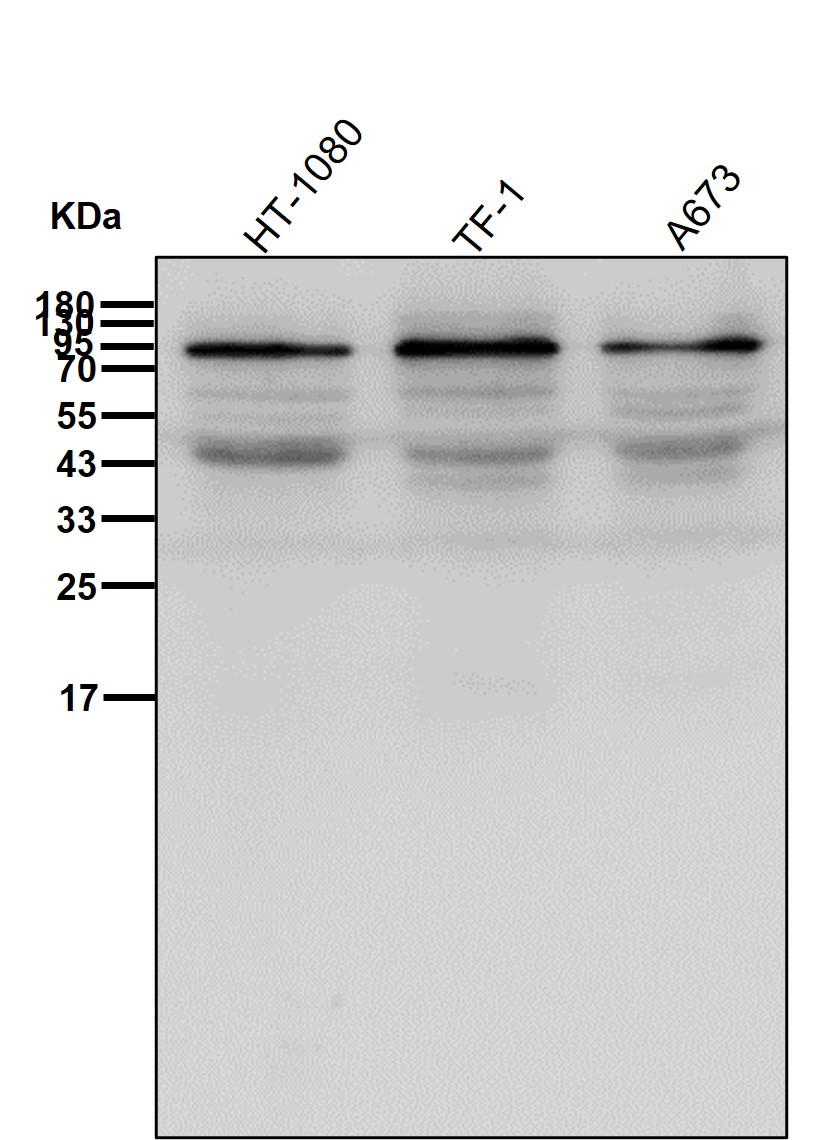 MLH1 Ab