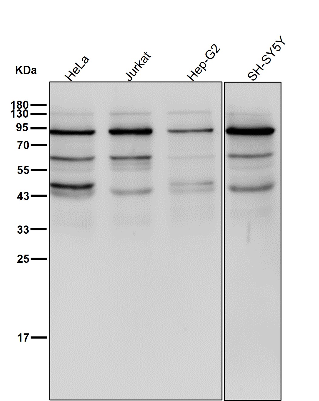 MLH1 Ab