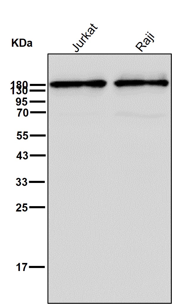 CD45 Ab