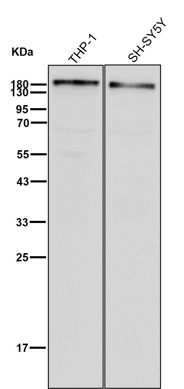 CD45 Ab