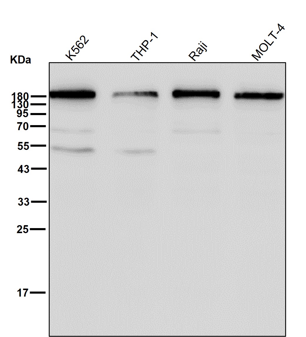 CD45 Ab