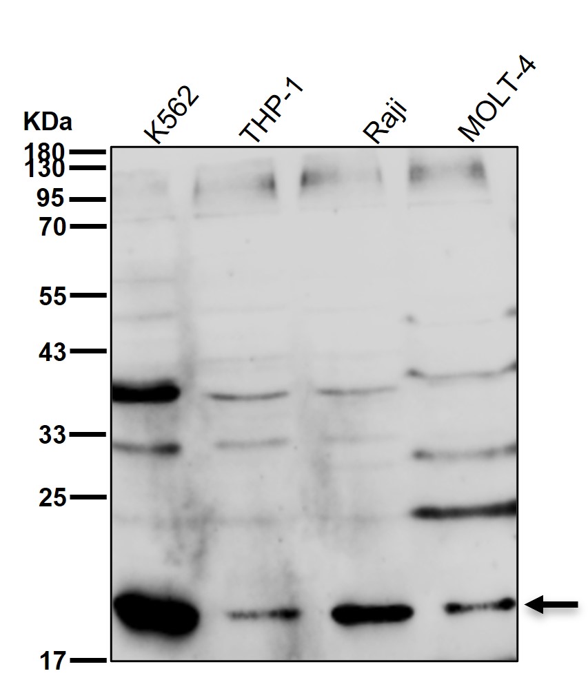 Myosin light chain 2 Ab