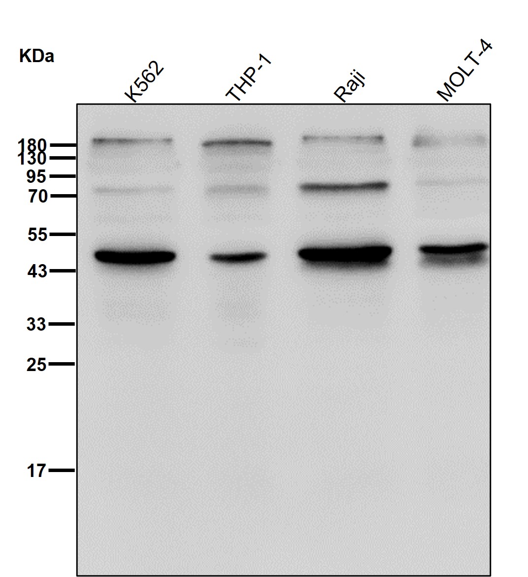 Phosphatase 1A Ab