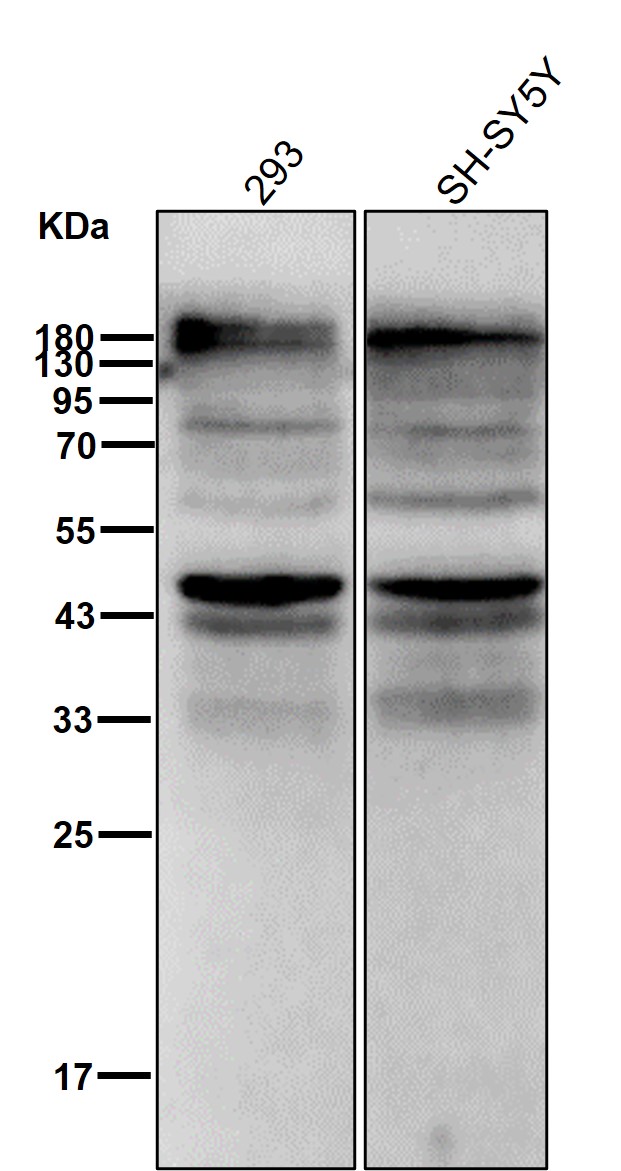 Phosphatase 1A Ab