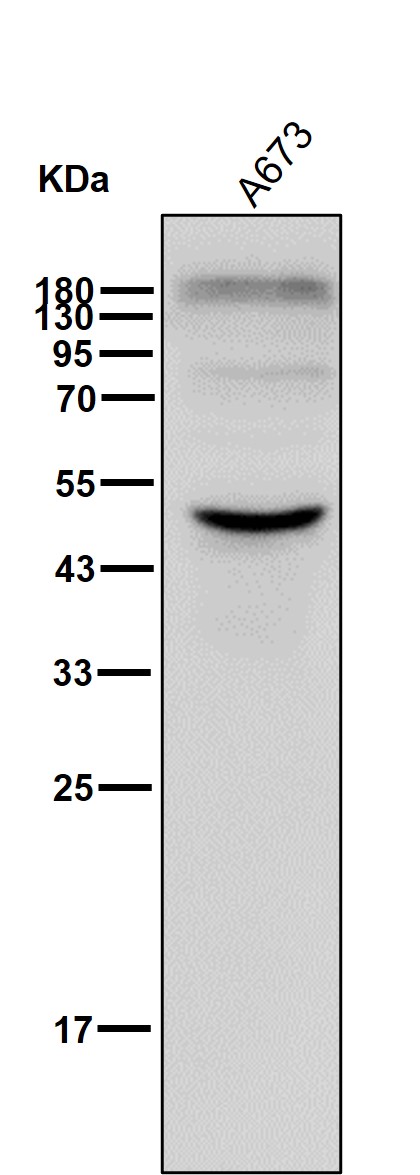 Phosphatase 1A Ab