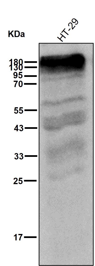 CEACAM1 Ab