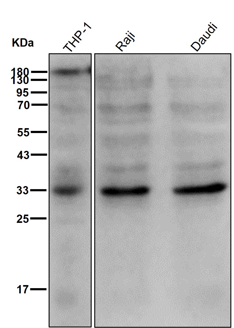 Bcl 10 Ab