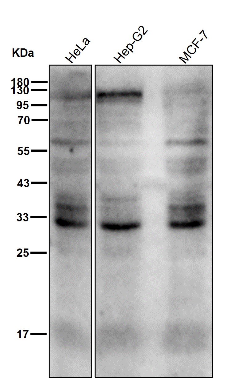 Bcl 10 Ab