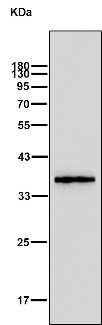 Maltose binding protein Ab