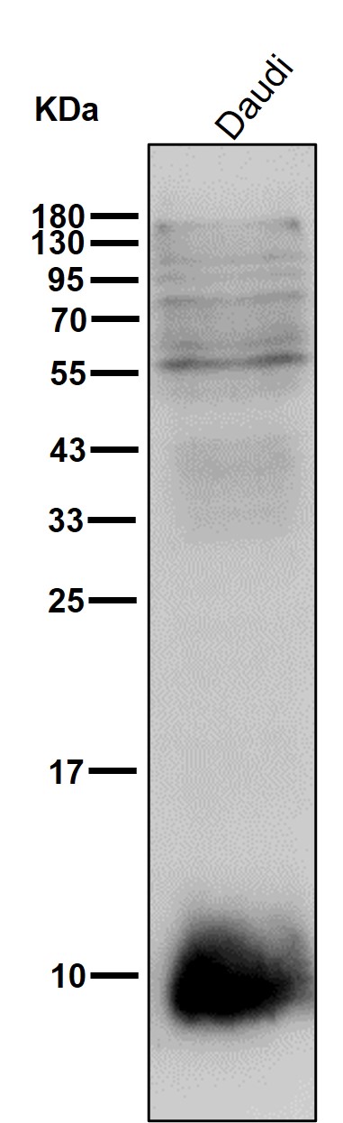 Hsp10 Ab