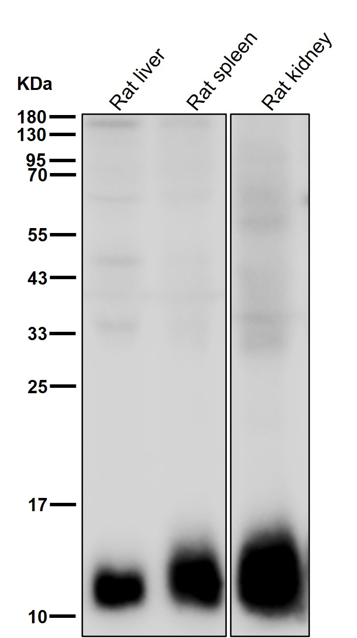 Hsp10 Ab