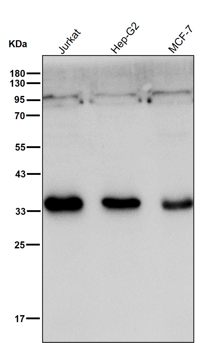 Caspase 6 Ab