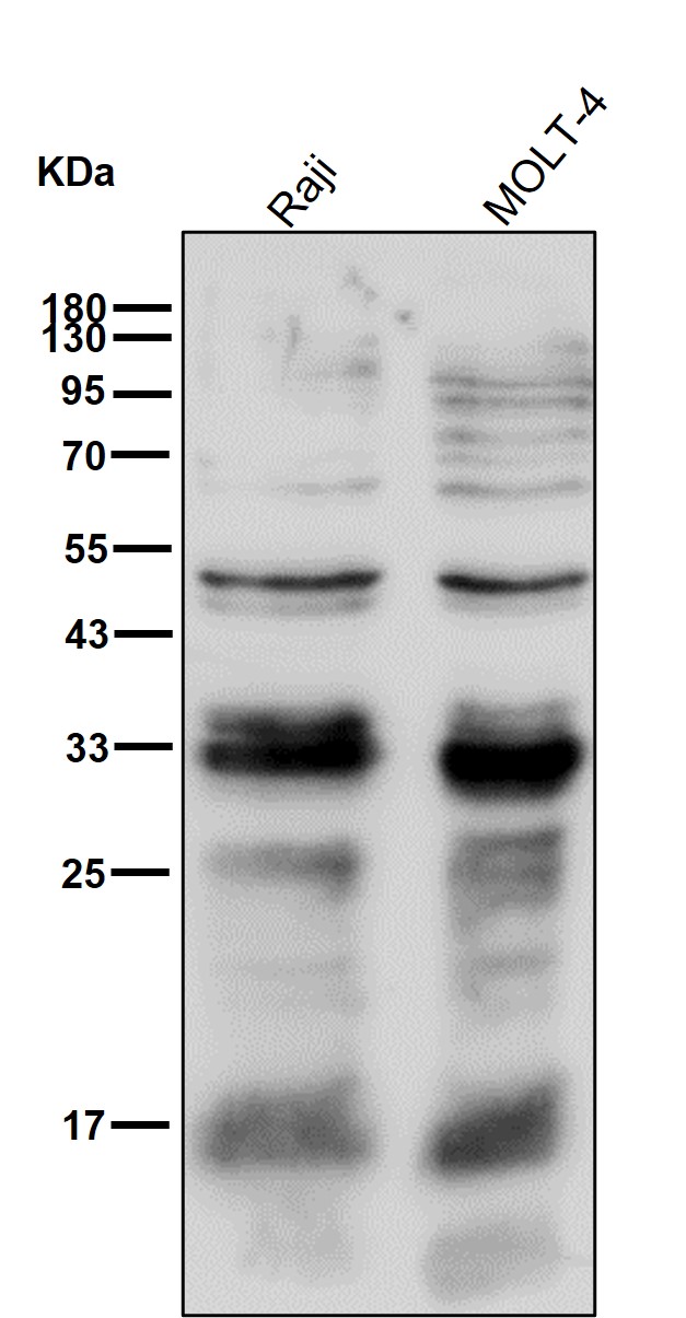 STUB1 Ab