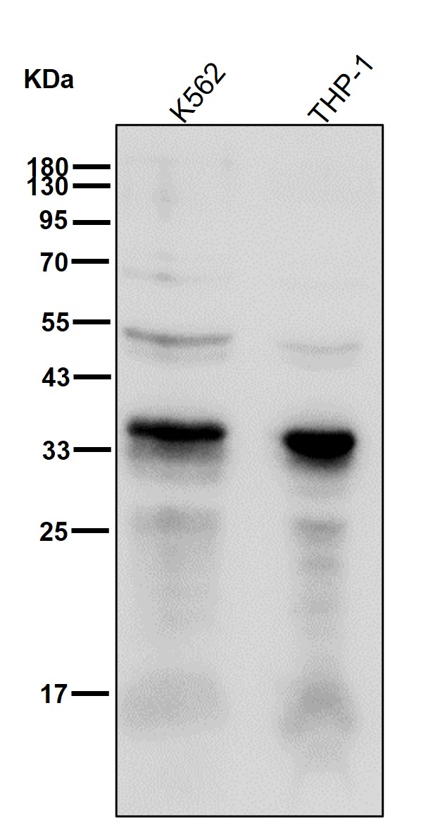 STUB1 Ab