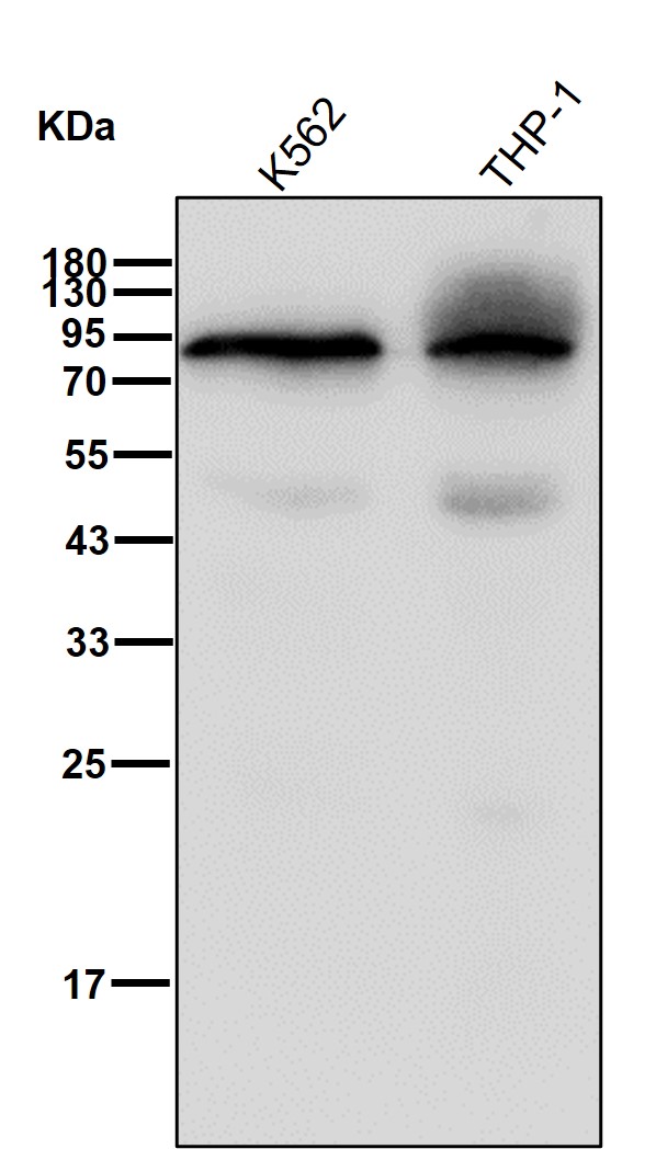 EWSR1 Ab