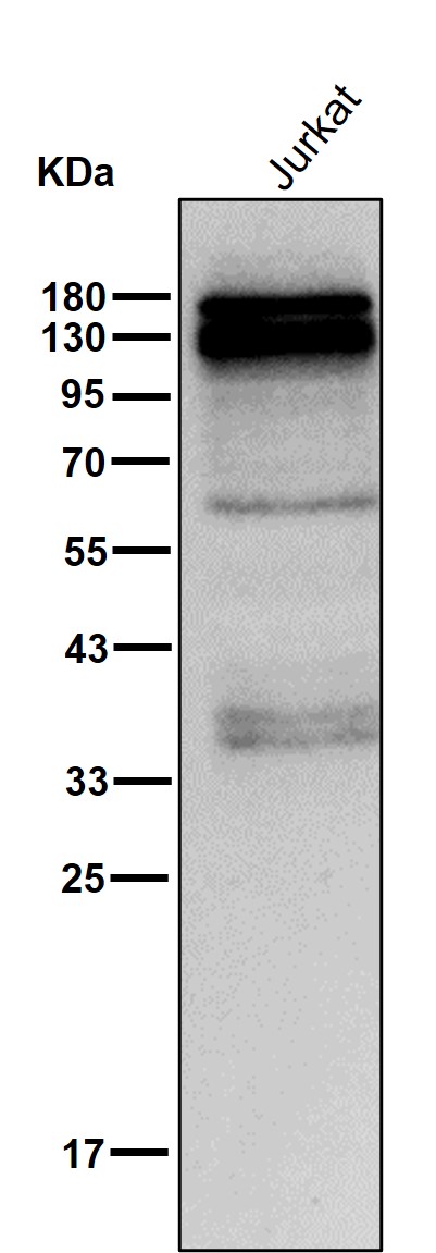 CD6 Ab