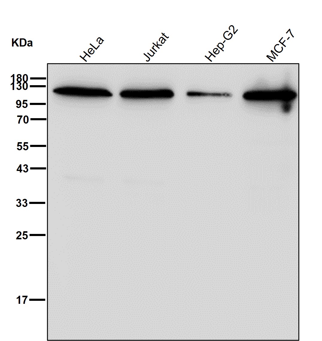 Hsp105 Ab