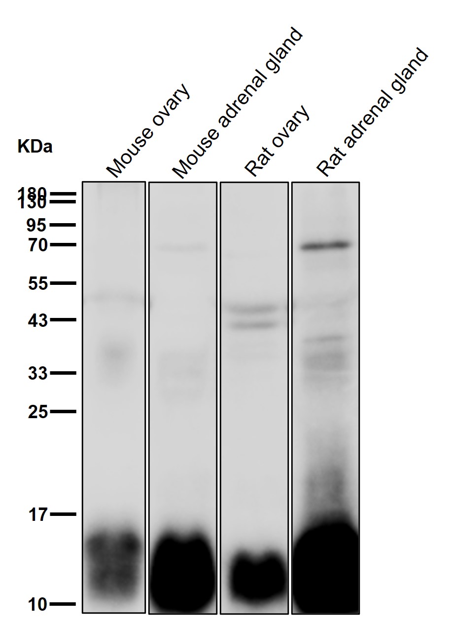 Ferredoxin 1 Ab