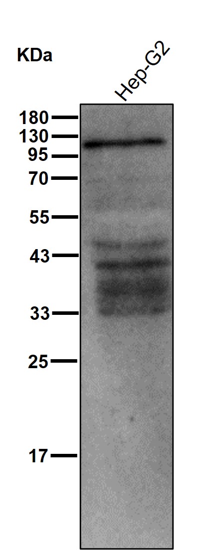 Fibrinogen alpha chain Ab