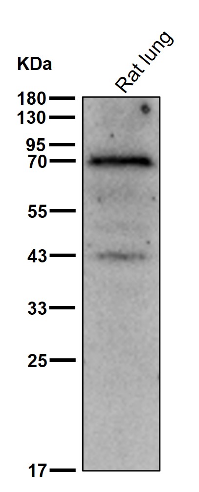 Fibrinogen alpha chain Ab