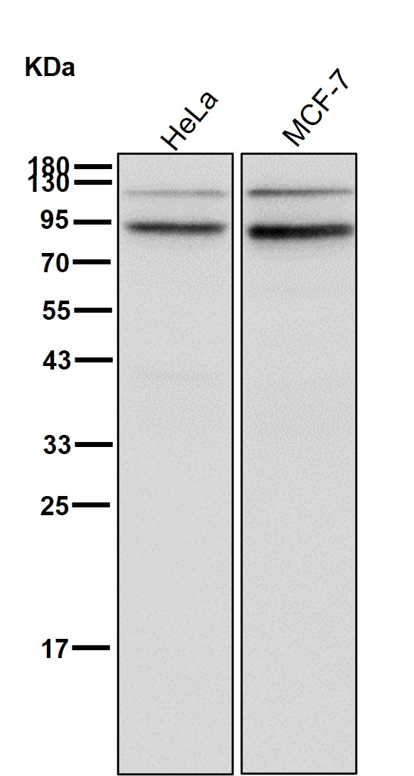 CD168 Ab