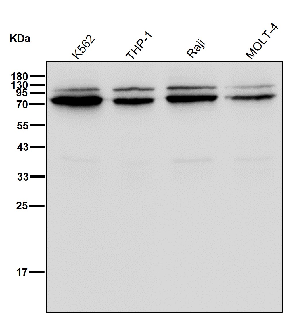 CD168 Ab