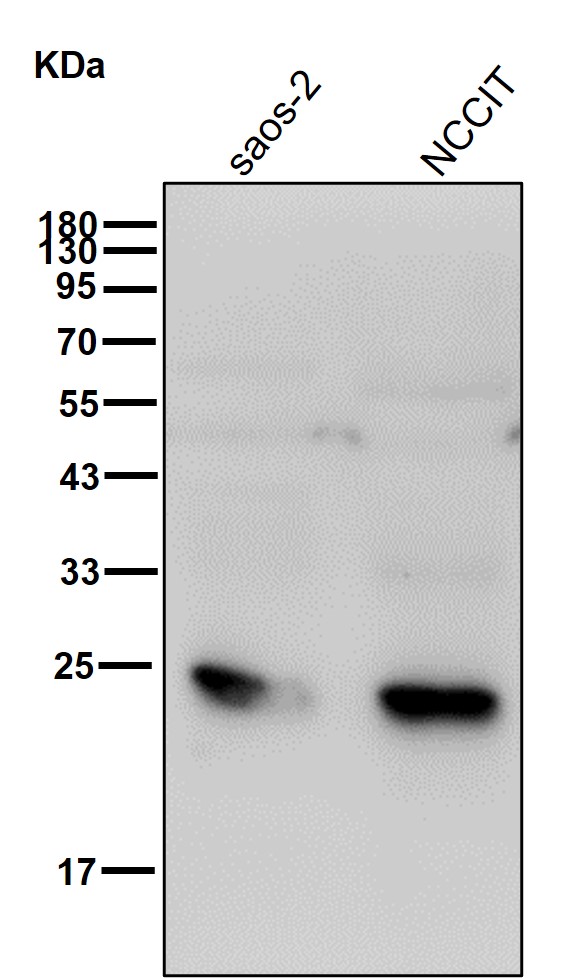 PTP4A2 Ab